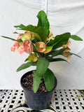 Euhorbia Milii Crown Of Thorns "Make A Wish" Corona de Cristo Thai Hybrid