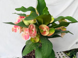 Euhorbia Milii Crown Of Thorns "Make A Wish" Corona de Cristo Thai Hybrid