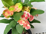Euhorbia Milii Crown Of Thorns "Make A Wish" Corona de Cristo Thai Hybrid