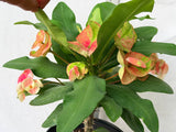 Euhorbia Milii Crown Of Thorns "Make A Wish" Corona de Cristo Thai Hybrid