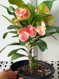 Euhorbia Milii Crown Of Thorns "Make A Wish" Corona de Cristo Thai Hybrid