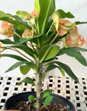 Euhorbia Milii Crown Of Thorns "Make A Wish" Corona de Cristo Thai Hybrid