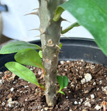Euhorbia Milii Crown Of Thorns "Make A Wish" Corona de Cristo Thai Hybrid