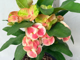 Euhorbia Milii Crown Of Thorns "Make A Wish" Corona de Cristo Thai Hybrid