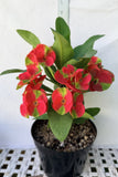 Euphorbia Milii RED MILLIONAIRE Crown of Thorns Coronas de Cristo