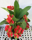 Euphorbia Milii RED MILLIONAIRE Crown of Thorns Coronas de Cristo