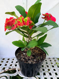 Euphorbia Milii RED MILLIONAIRE Crown of Thorns Coronas de Cristo