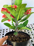 Euphorbia Milii RED MILLIONAIRE Crown of Thorns Coronas de Cristo