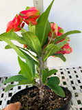Euphorbia Milii RED MILLIONAIRE Crown of Thorns Coronas de Cristo