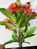 Euphorbia Milii RED MILLIONAIRE Crown of Thorns Coronas de Cristo