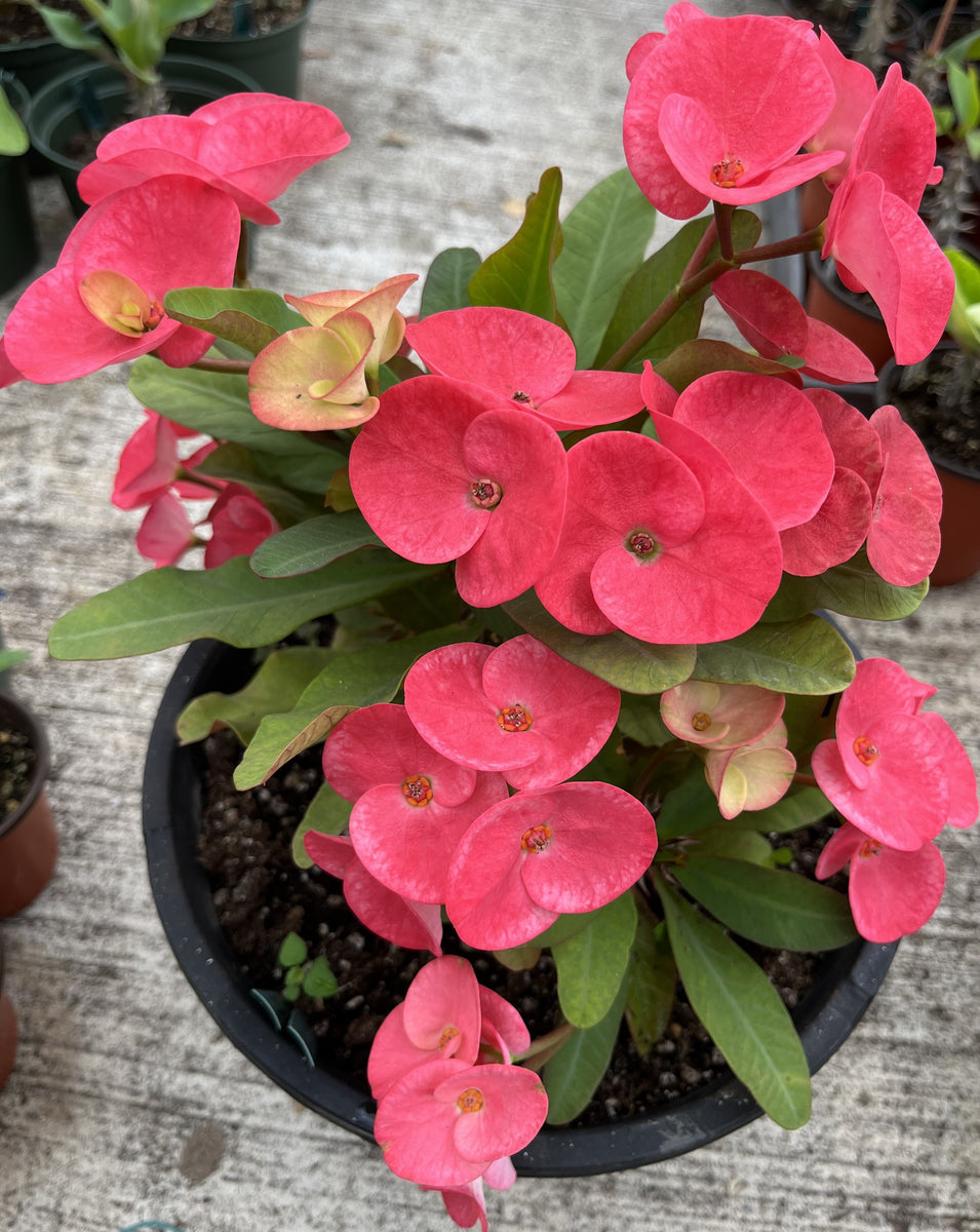 Euphorbia Milii SIAM SUNSHINE Crown of Thorns Corona De Cristo ...