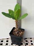 Euphorbia Milii ATHENA Crown of Thorns (Sap Chao Sua) Corona de Cristo Cactus & Succulents