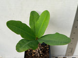 Euphorbia Milii ATHENA Crown of Thorns (Sap Chao Sua) Corona de Cristo Cactus & Succulents