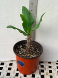 Euphorbia Milii LUCK CHAI Crown Of Thorns Thai Hybrid Corona de Cristo Rare