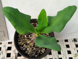 Euphorbia Milii LUCK CHAI Crown Of Thorns Thai Hybrid Corona de Cristo Rare