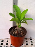 Euphorbia Milii SNOW QUEEN Crown of Thorns Corona de Cristo