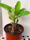Euphorbia Milii SNOW QUEEN Crown of Thorns Corona de Cristo