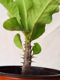 Euphorbia Milii SNOW QUEEN Crown of Thorns Corona de Cristo