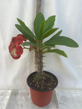 Euphorbia Milii RED VALENTINE Crown of Thorns Corona de Cristo Succulent