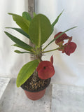 Euphorbia Milii RED VALENTINE Crown of Thorns Corona de Cristo Succulent