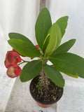 Euphorbia Milii RED VALENTINE Crown of Thorns Corona de Cristo Succulent