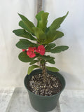 Euphorbia Milii EUPHORBIA ROSES Crown of Thorns Thai Hybrid