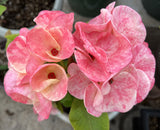 Euphorbia Milii RUBY DIAMOND Crown Of Thorns Corona de Cristo Rare