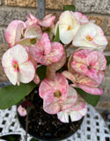 Euphorbia Milii Desiree Crown of Thorns – Starter Cutting
