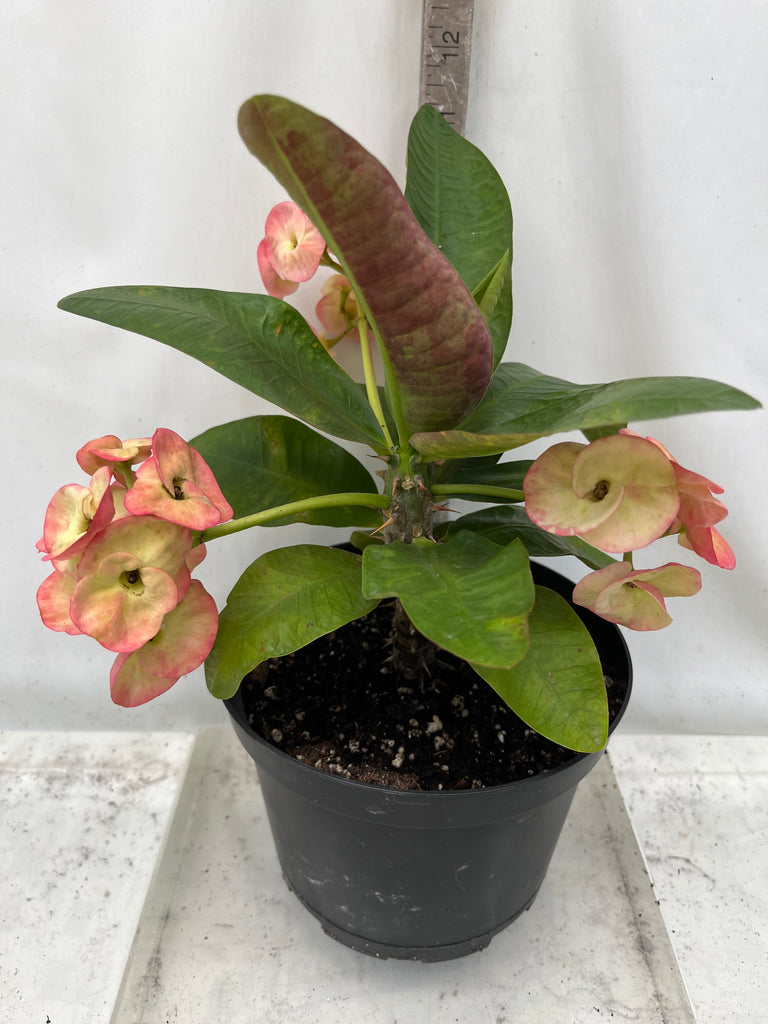 corona prayer plant Euphorbia Milii THEP NAREE Crown of Thorns Corona de Cristo Succulent – Euphorbia Milii Garden (Crown Of Thorns)