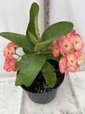 Euphorbia Milii THEP NAREE Crown of Thorns Corona de Cristo Succulent New!