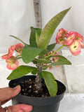 Euphorbia Milii THEP NAREE Crown of Thorns Corona de Cristo Succulent New!