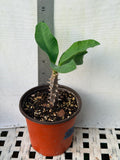 Euphorbia Milii GOLDEN GOBLET Corona de Cristo Crown Of Thorns Cactus/Succulent