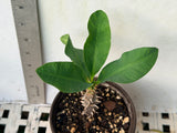 Euphorbia Milii GOLDEN GOBLET Corona de Cristo Crown Of Thorns Cactus/Succulent