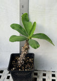 Euphorbia Milii Crown of Thorns "Southern Elegance" Thai Hybrid Coronas de Cristo