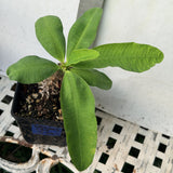 Euphorbia Milii Crown of Thorns "Southern Elegance" Thai Hybrid Coronas de Cristo
