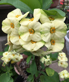 Euphorbia Milii FUJI WHITE Crown of Thorns Corona de Cristo Cactus/Succulents