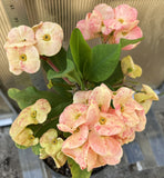 Euphorbia Milii ORANGE FANTA Crown of Thorns Corona de Cristo Succulent