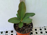 Crown of Thorns 'Angelique' Euphorbia Milii Corona de Cristo Cactus Plant