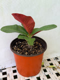 Crown of Thorns 'Angelique' Euphorbia Milii Corona de Cristo Cactus Plant