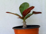 Crown of Thorns 'Angelique' Euphorbia Milii Corona de Cristo Cactus Plant