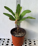 Euphorbia Milii TEXAS GODDESS Crown of Thorns Corona de Cristo Plant