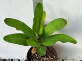 Euphorbia Milii TEXAS GODDESS Crown of Thorns Corona de Cristo Plant