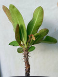 Euphorbia Milii TEXAS GODDESS Crown of Thorns Corona de Cristo Plant