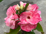Euphorbia Milii RUBY DIAMOND Crown Of Thorns Corona de Cristo Rare