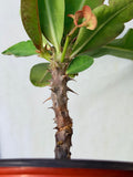 Euphorbia Milii TEXAS GODDESS Crown of Thorns Corona de Cristo Plant