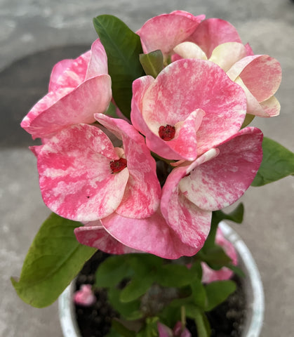 Euphorbia Milii RUBY DIAMOND Crown Of Thorns Corona de Cristo Rare