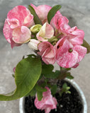 Euphorbia Milii RUBY DIAMOND Crown Of Thorns Corona de Cristo Rare