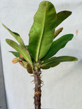 Euphorbia Milii TEXAS GODDESS Crown of Thorns Corona de Cristo Plant