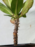 Euphorbia Milii TEXAS GODDESS Crown of Thorns Corona de Cristo Plant