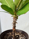 Euphorbia Milii TEXAS GODDESS Crown of Thorns Corona de Cristo Plant